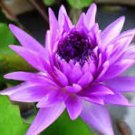 5 Pcs Heirloom Wild Red / Purple Lotus Flower Seeds