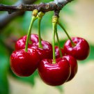 5 Pcs Rare Red Sweet Cherry Fruit Plant Seeds 5 Pcs Rare Red Sweet Cherry Fruit Plant Seeds