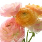 5 Pcs Rare 'Sang Ye Mudan' Red Pink Yellow Green Peony Plant Seeds