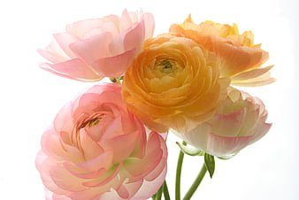 5 Pcs Rare 'Sang Ye Mudan' Red Pink Yellow Green Peony Plant Seeds