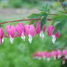 5 Pcs Heirloom Red Lamprocapnos spectabilis Bleeding-Heart Plant Flower 5 Pcs Heirloom Red Lamprocapnos spectabilis Bleeding-Heart Plant Flower