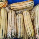 10 Pcs Delicata Little Sweet Squash Organic Seeds