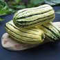 10 Pcs Delicata Little Sweet Squash Organic Seeds