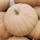 10 Pcs Long Island Cheese Large Flattened Tan-coloured Pumpkins Organic