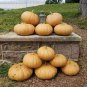 10 Pcs Long Island Cheese Large Flattened Tan-coloured Pumpkins Organic
