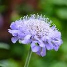 20 Pcs Purple Scabiosa Flower Seeds