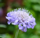 20 Pcs Purple Scabiosa Flower Seeds