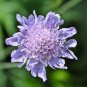 20 Pcs Purple Scabiosa Flower Seeds