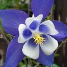 50 Pcs Perennial Blue Columbine Seeds