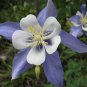 50 Pcs Perennial Blue Columbine Seeds