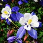 50 Pcs Perennial Blue Columbine Seeds