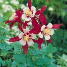 50 Pcs Perennial Purple Columbine Seeds