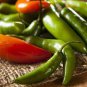 100 Pcs Rare Serrano Chili Pepper Heirloom Seeds