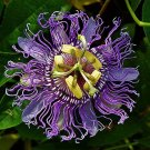20 Pcs Rare Guangdong Purple Passion Flower 'Hankins' Organic
