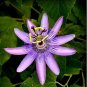 20 Pcs Rare Guangdong Purple Passion Flower 'Hankins' Organic