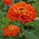 30 Pcs Orange Zinnia Angustifolia Flower Seeds