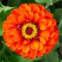 30 Pcs Orange Zinnia Angustifolia Flower Seeds