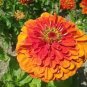 30 Pcs Orange Zinnia Angustifolia Flower Seeds