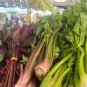30 Pcs Apium Graveolens Red Stem Celery Vegetable Hybrid