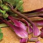 30 Pcs Apium Graveolens Red Stem Celery Vegetable Hybrid
