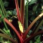 30 Pcs Apium Graveolens Red Stem Celery Vegetable Hybrid