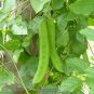 3 Pcs Heirloom Brazil Nut Sword Bean Vegetable