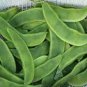 3 Pcs Heirloom Brazil Nut Sword Bean Vegetable