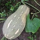 8 Pcs New Varietal China Pumpkin Seeds with Large Plant