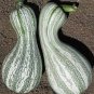 8 Pcs New Varietal China Pumpkin Seeds with Large Plant