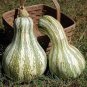8 Pcs New Varietal China Pumpkin Seeds with Large Plant