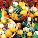 8 Pcs 'Imperial Crown' Pumpkin Ornamental Squash Seeds 8 Pcs 'Imperial Crown' Pumpkin Ornamental Squash Seeds