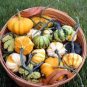 8 Pcs 'Imperial Crown' Pumpkin Ornamental Squash Seeds