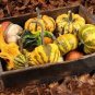8 Pcs 'Imperial Crown' Pumpkin Ornamental Squash Seeds