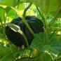10 Pcs Heirloom Black Futsu Squash Vegetable Organic Seeds
