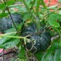 10 Pcs Heirloom Black Futsu Squash Vegetable Organic Seeds