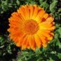 30 Pcs Calendula Orange Pot Marigold Flower Seeds