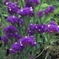 30 Pcs Purple Forgot Me Not Limonium Sinuatum Seeds