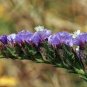 30 Pcs Purple Forgot Me Not Limonium Sinuatum Seeds