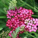 50 Pcs Red Achillea Millefolium Common Yarrow Flower Seeds 50 Pcs Red Achillea Millefolium Common Yarrow Flower Seeds