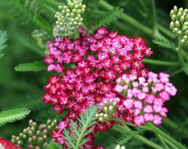 50 Pcs Red Achillea Millefolium Common Yarrow Flower Seeds