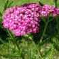 50 Pcs Red Achillea Millefolium Common Yarrow Flower Seeds