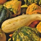 6 Pcs Heirloom Light Yellow Long Sweet Cream Pumpkin Vegetable Organic 6 Pcs Heirloom Light Yellow Long Sweet Cream Pumpkin Vegetable Organic