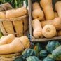 6 Pcs Heirloom Light Yellow Long Sweet Cream Pumpkin Vegetable Organic