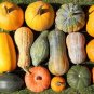6 Pcs Heirloom Light Yellow Long Sweet Cream Pumpkin Vegetable Organic