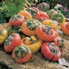 5 Pcs Flower Goddess 'Burner' Pumpkin Ornamental Vegetables Seeds 5 Pcs Flower Goddess 'Burner' Pumpkin Ornamental Vegetables Seeds