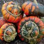 5 Pcs Flower Goddess 'Burner' Pumpkin Ornamental Vegetables Seeds