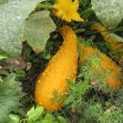 8 Pcs Gold 'Swan' Pumpkin Ornamental Edible Cucurbita Seeds