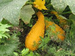 8 Pcs Gold 'Swan' Pumpkin Ornamental Edible Cucurbita Seeds
