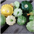 8 Pcs Mix Scalloped Patty Pan UFO Squash Seeds
