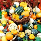 8 Pcs 'Diamon' Pumpkin Ornamental Edible Vegetable Seeds 8 Pcs 'Diamon' Pumpkin Ornamental Edible Vegetable Seeds